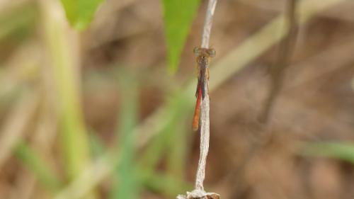 Réf. 179 742 : Ceriagrion sp.